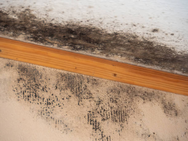 Best Mold Damage Restoration  in Hawi, HI