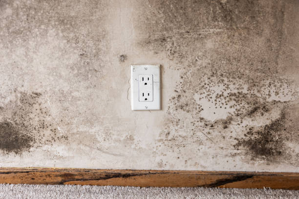 Trusted Hawi, HI Mold Removal Experts