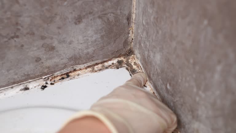 Best Mold-Related Health Consultation  in Hawi, HI